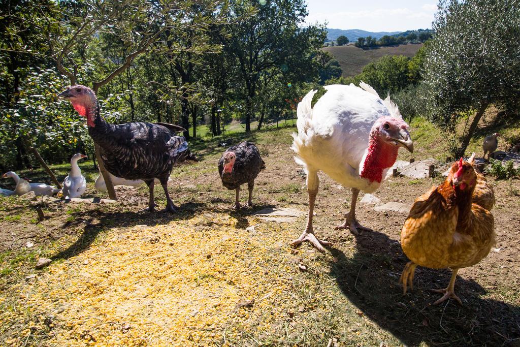Agriturismo La Coccinella Valfabbrica Kültér fotó