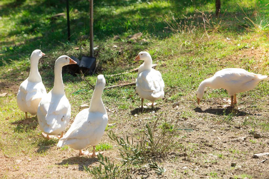 Agriturismo La Coccinella Valfabbrica Kültér fotó