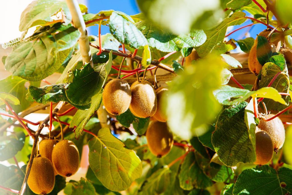 Agriturismo La Coccinella Valfabbrica Kültér fotó