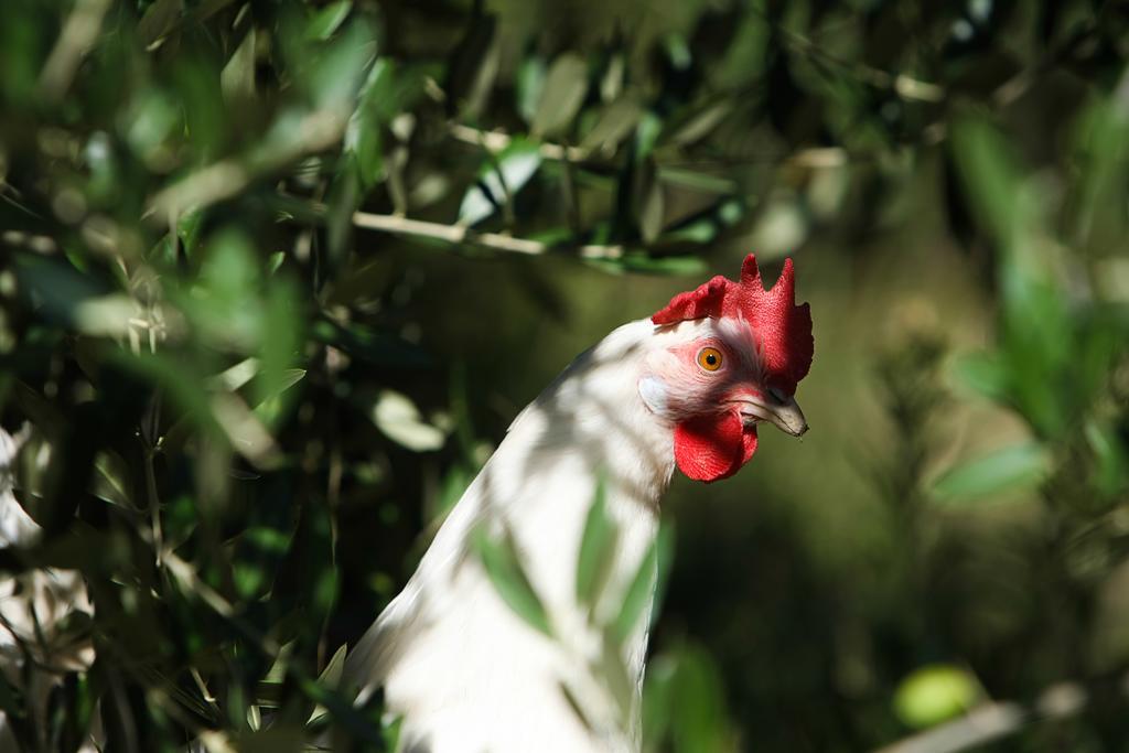 Agriturismo La Coccinella Valfabbrica Kültér fotó