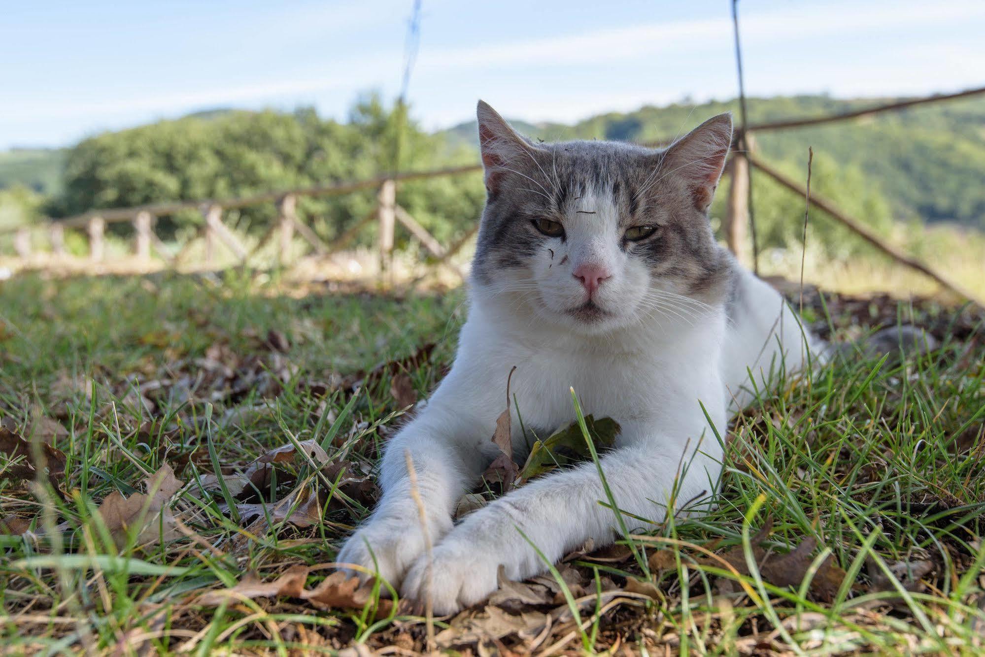 Agriturismo La Coccinella Valfabbrica Kültér fotó